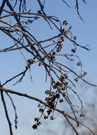 Image result for Agarista salicifolia