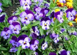 Pin Su Orto E Giardino
