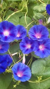 Pin On Gardening