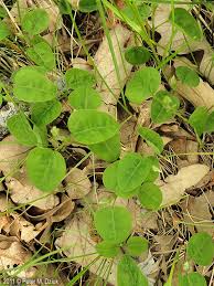 Image result for Amphicarpaea