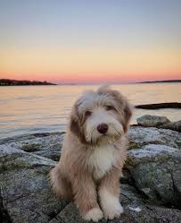 hound dog puppy dogsofvsco dog dogsofvsco hound puppy hund mischlinge hound dog puppy dogsofvsco tiere hund hunde susseste haustiere