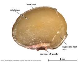 Image result for Polysphaeria harrisii