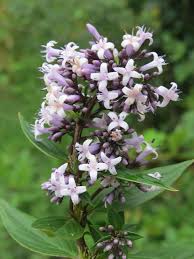 Image result for Trichoneura schlechteri