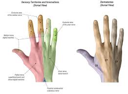 Sensory Territories And Innervation Dorsal View And