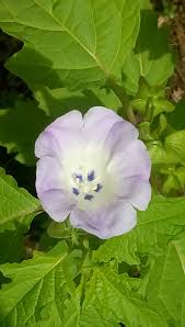 Image result for Nicandra