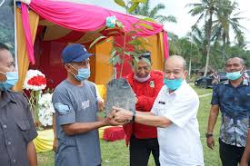 Savesave kajian guna tanah pertanian penanaman kelapa sawit. 500 Petani Sawit Ikuti Pelatihan Gap Bupati Mursil Optimis Menuju Ispo