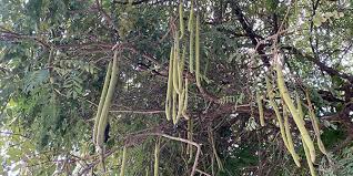 Image result for Cassia abbreviata