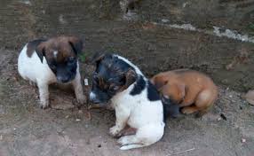 Bring your adoption papers based on publicly reported numbers of total u.s. Why Spend Big Bucks On Pardesi Pups When You Can Adopt Cute Desi Pups For Free Mangalorean Com