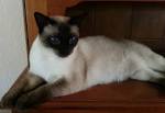 Siamese Kittens – Kittentanz - Traditional Siamese and ...