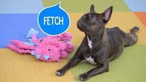 Check spelling or type a new query. Basic Dog Training How To Teach A Dog To Fetch Bechewy