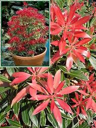Image result for Pieris japonský obrázek