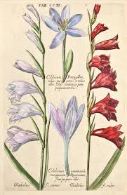 Tab Ccxi Colcbicum Vernum Hispanicum Colcbicum Melino Flore Colcbicum Luteum Minus Colcbicum Luteum Vernum Ornithogal Botanical Illustration Botanical Art