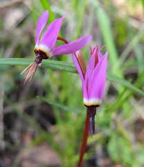 Image result for Primula 1982 Fleet