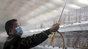 A man in china has been infected with the world's first human case of the h10n3 strain of bird flu — but the risk of community transmission is low, health officials said tuesday. Hv2w7xnspehjnm