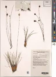 Image result for Xyris anceps