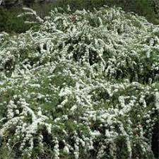 Suitable in pots or containers. Kunzea Ambigua Growing Native Plants
