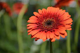 Gerbera Like Flower Best Flower Wallpaper