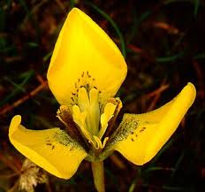 Image result for Moraea carsonii