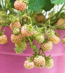 Erdbeeren Pflanzen Pflegen Und Ernten Mein Schoner Garten