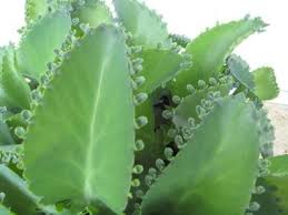 Mother Of Millions Plants Mother Of Thousands Plant Succulents