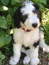 Sheepadoodle Puppy Sheepadoodle Puppy Sheepadoodle Funny Dog Photos