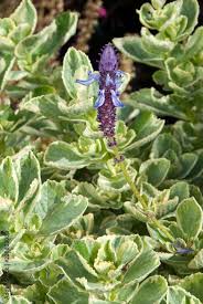 Image result for Coleus caninus