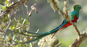 Birds That Start With Q In Spanish Resplendent Quetzal Pharomachrus Mocinno Gvatemalskij Kvezal Ekzoticheskie Pticy Krasivye Pticy Tropicheskie Pticy