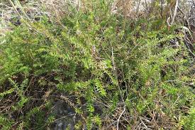 Image result for Polygala gazensis