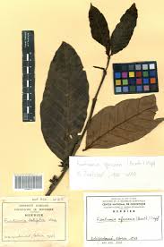 Image result for Funtumia africana