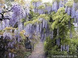 Blauregen Glyzinie Pflege Glyzine Bluht Nicht Ruckschnitt Der Glycine Glycinie Wisteria Infos Schneiden Pflege Pflanzen Glyzinie Blauregen Beschnitten