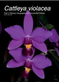 Image result for Emilia violacea