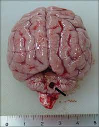 Cerebellar Hypoplasia Dog