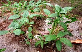 Image result for Vigna subterranea