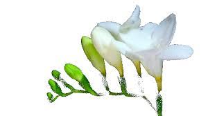 Violet flower png with transparent background. Transparent S Blanco Branco Gif On Gifer By Malrajas