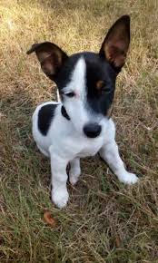 yorki chihuahua mix brutus auch ein kleiner hund kann grosse glucksgefuhle und viel freude schenken hundename brutus rasse yorki chihuahua mix pinteres