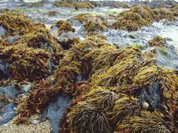 Explore hair loss treatments for male pattern baldness (androgenetic alopecia), a condition 2/3 of men will finasteride was effective at stopping hair loss in 83% of men compared to 28% of men in the. Hair Loss Treatment Seaweed Contains Important Properties Known To Help With Hair Growth Express Co Uk