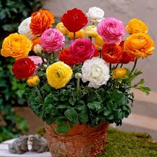 Maybe you would like to learn more about one of these? Ranunculus Bulbs Buy Online India At Seedsnpots Com