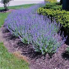 Catnip Catmint Perennial Plant Seeds Non Gmo Etsy In 2021 Front Yard Landscaping Backyard Landscaping Yard Landscaping