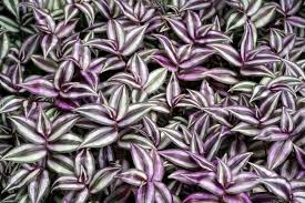 They grow beautifully indoors, in bright filtered light and make an attractive display when added to. Wandering Jew Plant Types How To Grow And Care For Beginners Florgeous