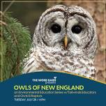 Owls of New England