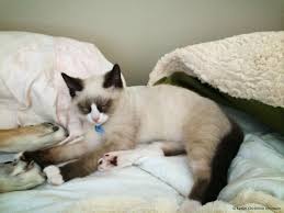 The siamese has really changed looks over the last few decades. Snowshoe Cat Wikipedia