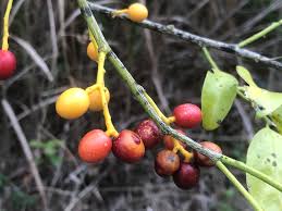 Image result for Pentarhopalopilia