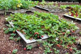 Growing vegetables in pallets pellets are great for growing plants, especially certain vegetables. Planting In Pallets Why And How Green Bean Connection