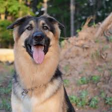 99 Golden Retriever German Shepherd Mix Puppies Black L2sanpiero