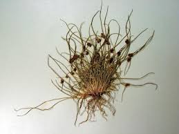 Image result for Lipocarpha micrantha