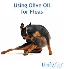 Using Olive Oil For Fleas Dog Allergies Pets Itchy Dog