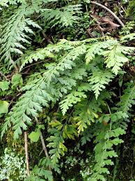 Image result for Asplenium africanum