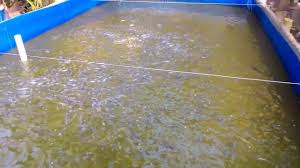 Lele Padat Tebar 7000 Ekor Kolam Terpal Ukuran 4 X 6 Youtube