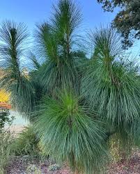 Image result for Psychotria palustris