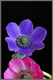 Mic Uk A Close Up View Of The Anemone